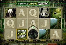 Untamed Giant Panda