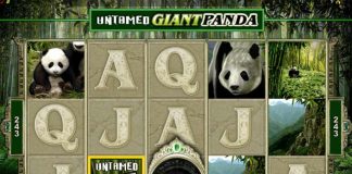 Untamed Giant Panda